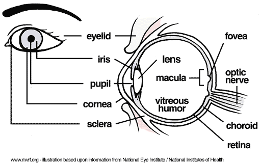 Eye ComplicationsAnatomy